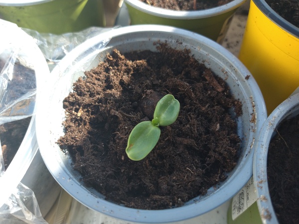 Ein Blumentopf mit kleiner Pflanze